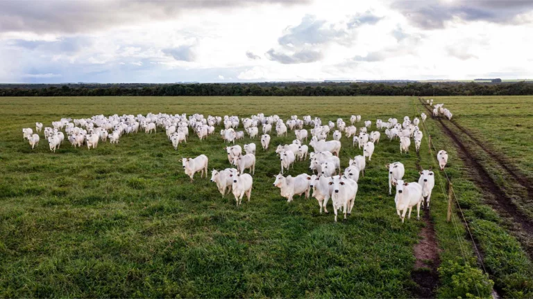 Gado em Mato Grosso. Agricultura regenerativa | Crédito: Schuttertsock