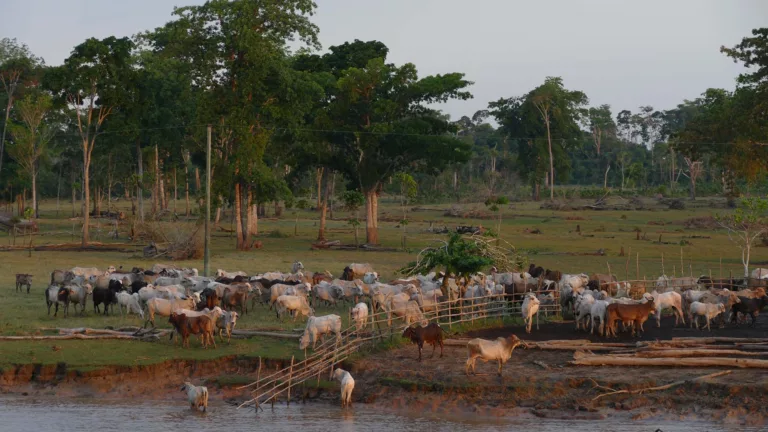 Rebanho Pará Amazônia gado Pecuária cattle