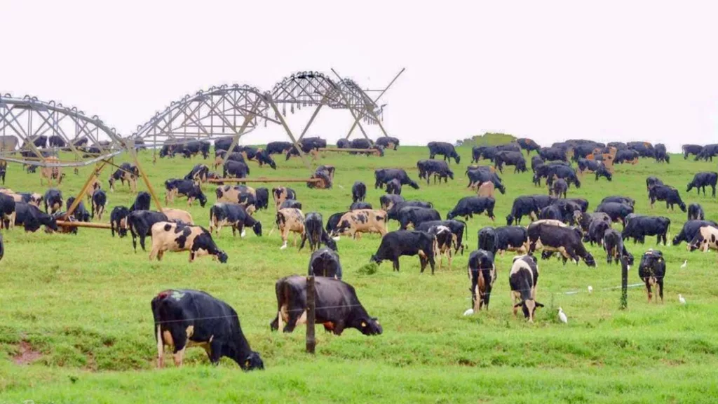 Rebanhos de vacas leiteiras no Brasil, leite. 