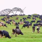 Rebanhos de vacas leiteiras no Brasil, leite.