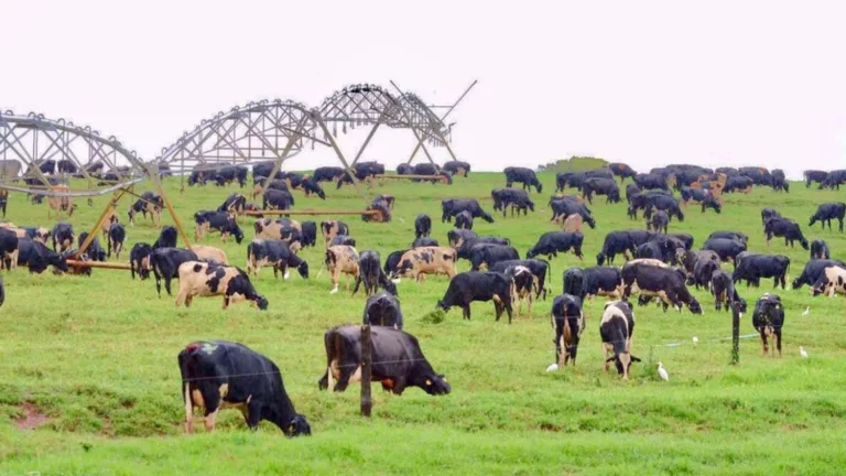 Rebanhos de vacas leiteiras no Brasil, leite.